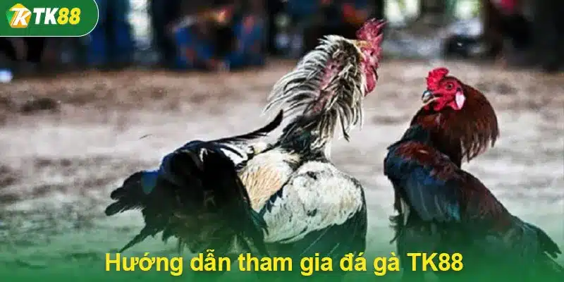 Hướng dẫn tham gia đá gà TK88